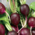 Radish 150 S.e.e.ds Malaga Heirloom S.e.e.ds