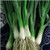 Welsh Onion 200 S.e.e.ds Wales Heirloom S.e.e.ds