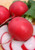 Radish 250 S.e.e.ds Giant Heirloom S.e.e.ds Early