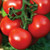 50 S.e.e.ds Tomato Moscow Stars F1 Heirloom S.e.e.ds