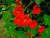 Nasturtium Red EmperorTropaeolum Majus Lobbianum Fl.o.w.er 10 S.e.e.ds