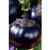 Egg 60 S.e.e.ds Gelios Heirloom S.e.e.ds