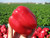 Sweet Pepper 40 S.e.e.ds Hercules Heirloom S.e.e.ds Early