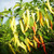 Sweet Pepper 50 S.e.e.ds Yellow Horn S.e.e.ds Average - 40 S.e.e.ds