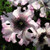 Petunia Hybrida Superbissima Alba F1 Fl.o.w.er 10 S.e.e.ds