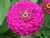 Zinnia Elegans Purple Low Fl.o.w.er 70 S.e.e.ds