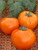 Tomato S.e.e.ds Orange Heirloom 50 S.e.e.ds