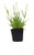 L  plus - Angustifolia 'Arctic Snow' -4" Size Pots White Flowers 1 Live Plant-