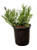 L plus- Lavender Plants Castillano 2.0 White -Qt Size Pot Zone 7-10 1 Live Plant-