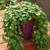 RubyShop724 Dichondra Emerald Falls Dichondra 10 Se-e-ds