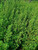 1000S-e-e-ds Epazote S-e-e-ds - Chenopodium Ambrosoides Aka Wormseed Jesuit'S TeaAnd Paico