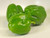 LGKO Green Bell Pepper S-e-ed-s