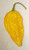 LGKO 7 Pot Yellow Jigsaw Hot Pepper S-e-ed-s