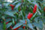 LGKO Birds Eye Chili Pepper S-e-ed-s