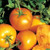 LGKO Golden Jubilee Tomato S-e-e-d~s
