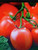LGKO Roma Tomato S-e-e-d~s