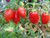LGKO Roma Tomato S-e-e-d~s