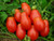 LGKO Roma Tomato S-e-e-d~s