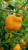 LGKO Manzano Pepper S-e-ed-s