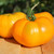LGKO Yellow Brandywine Tomato S-e-e-d~s