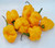 LGKO Yellow Scorpion Moruga Pepper S-e-ed-s