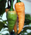 LGKO Peach Fatalii Hot Pepper S-e-ed-s