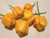 LGKO Trinidad Yellow Scorpion Moruga Pepper S-e-ed-s