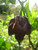 LGKO Trinidad Scorpion Chocolate Moruga Pepper S-e-ed-s