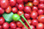 LGKO Chiltepin-Tepin Pepper S-e-ed-s