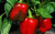 LGKO Big Red Pepper S-e-ed-s
