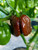 LGKO Brown Moruga Pepper S-e-ed-s