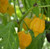 LGKO Yellow Trinidad Scorpion Moruga Pepper S-e-ed-s