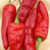 LGKO Red Marconi Pepper S-e-ed-s