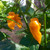 LGKO Yellow Lightning Habanero Pepper S-e-ed-s