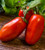 LGKO San Marzano Tomato S-e-e-d~s