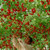 LGKO Rare Climbing Cherry Tomato S-e-e-d~s