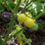 LGKO White Cherry Tomato S-e-e-d~s
