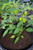 LGKO Yellow Hinkelhatz Pepper S-e-ed-s