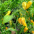 LGKO Fatalii Pepper S-e-ed-s
