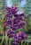 Toland Home Garden Blooming Irises 28 x 40 Inch Decorative Purple Spring Iris Flower House Flag