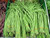 Bean 80 S.e.e.ds Chinese Wing Heirloom S.e.e.ds Early
