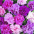 Petunia' Double Cascade Mix 50S-e-e-ds