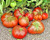 LGKO Black Brandywine Tomato S-e-e-d~s LGKO Black Brandywine Tomato S-e-e-d~s