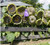 RubyShop724 Israeli Giant S-e-eded SunFl-ow-ers-Enormous 25S-e-EDS