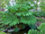 Gunnera Manicata Giant Leaves tyn4a1w -5 Seeds-