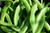 White Half Runner Bean 150S-e-e-ds