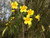 25S-e-e-ds Yellow Carolina Jasmine Víne S-e-e-d- Gelsemium sempervirens