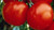 LGKO Marglobe Tomato S-e-e-d~s