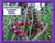 LGKO Blueberry Cherry Tomato S-e-e-d~s
