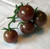 LGKO Black Cherry Tomato S-e-e-d~s